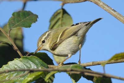 Warbler, Yellow-browed @ Doi Lang