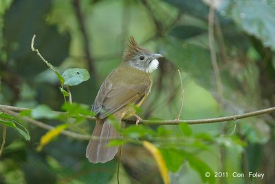 Bulbul, Puff-throated @ Doi Inthanon