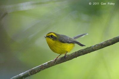 Fantail, Yellow-bellied