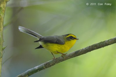 Fantail, Yellow-bellied (female) @ Doi Inthanon