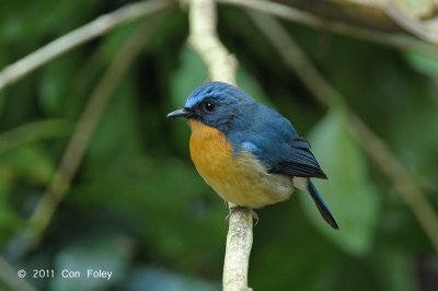 Flycatcher, Hill Blue (male) @ Doi Inthanon