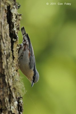 Nuthatch, Chestnut-vented