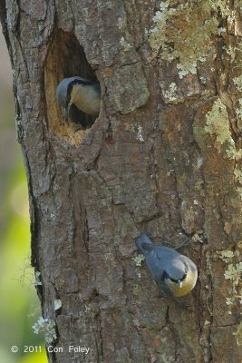 Nuthatch, Chestnut-vented @ Doi Chiang Dao