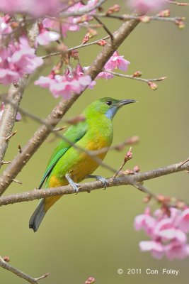 Leafbird, Orange-bellied (female) @ Doi Chiang Dao