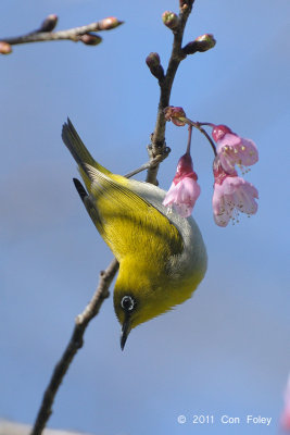 White-eye, Oriental @ Doi Chiang Dao