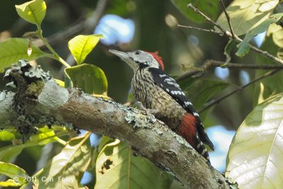 Woodpecker, Stripe-breasted (male) @ Doi Lang