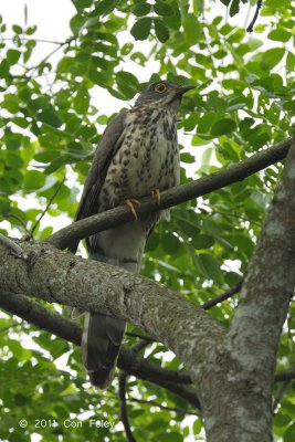 Cuckoo, Large Hawk (sub adult) @ Pasir Ris Park