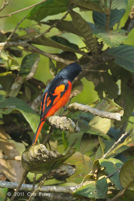 Minivet, Scarlet (male) @ Doi Lang