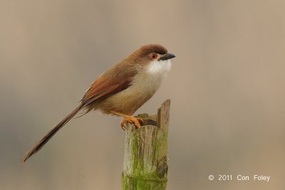 Babbler, Yellow-eyed @ Tha Ton