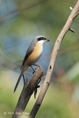 Shrike, Grey-backed @ Doi Chiang Dao