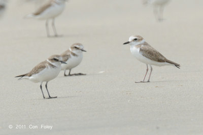 Plover, White-faced