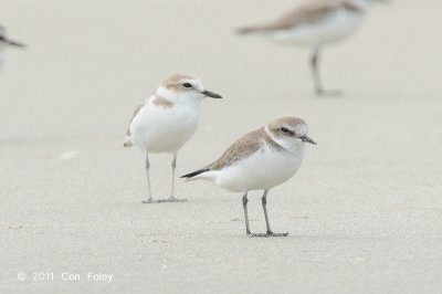 Plover, White-faced @ Changi