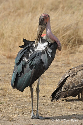 Stork, Marabou (juvenile)