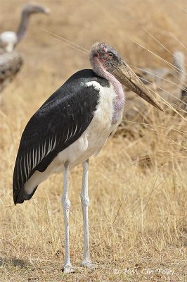 Stork, Marabou