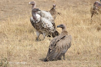 Vulture, Ruppell's (juvenile)
