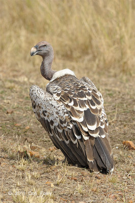 Vulture, Ruppell's