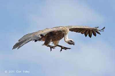 Vulture, White-backed