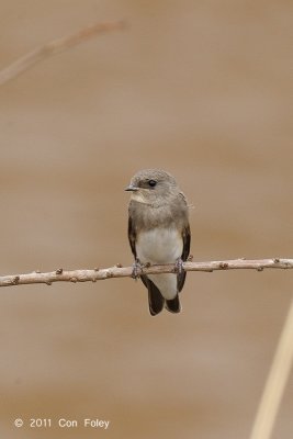 Martin, Brown-throated Sand