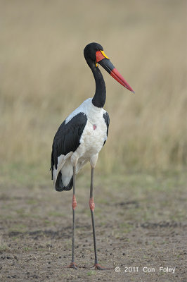 Stork, Saddle-billed (male)