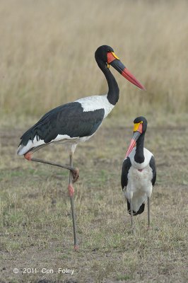 Stork, Saddle-billed (pair)