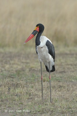 Stork, Saddle-billed (female)