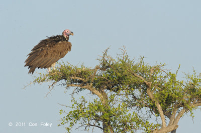 Vulture, Lappet-faced