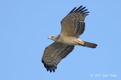 Buzzard, Crested Honey (female) @ Halus