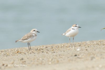 Plover, White-faced @ Changi