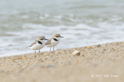 Plover, Kentish @ Changi