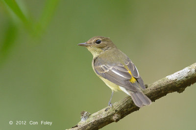 Flycatcher, Yellow-rumped (female) @ Bidadari