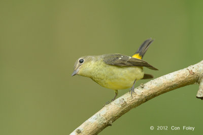 Flycatcher, Yellow-rumped (female) @ Bidadari