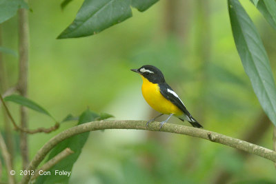 Flycatcher, Yellow-rumped (male) @ Bidadari