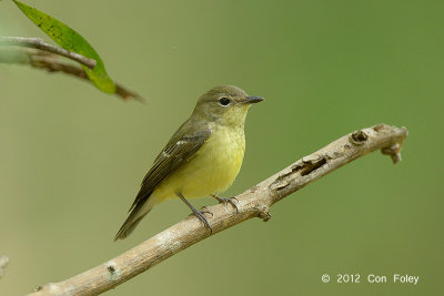 Flycatcher, Yellow-rumped (female) @ Bidadari