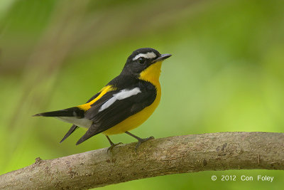 Flycatcher, Yellow-rumped