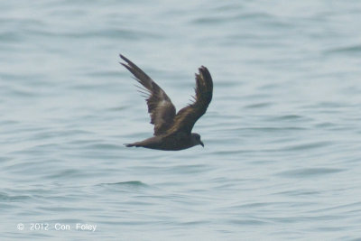 Petrel, Swinhoe's Storm @ Straits of Singapore