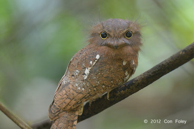 Frogmouth, Blyths (female)