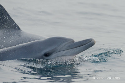 Indo-pacific Bottlenose Dolphin @ Straits of Singapore