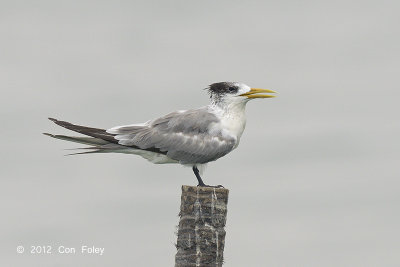 Tern, Greater Crested @ Malacca Straits