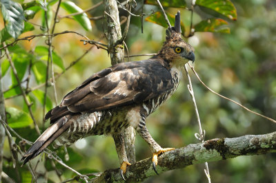 Eagle, Blyth's Hawk (juvenile) @ New Road