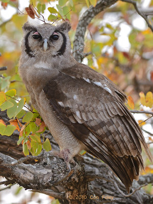 Owl, Verreaux's (Giant) Eagle