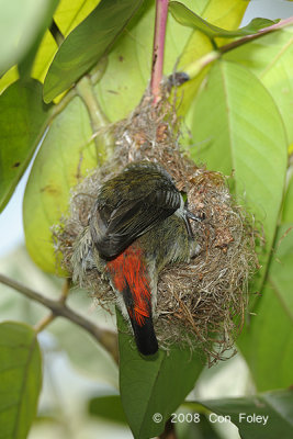 Flowerpecker, Scarlet-backed (female) @ Lower Peirce