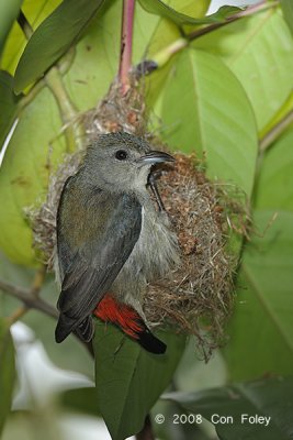 Flowerpecker, Scarlet-backed (female) @ Lower Peirce