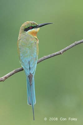 Bee-eater, Blue-tailed