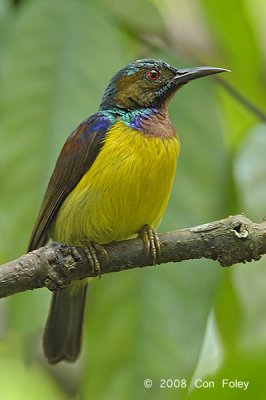 Sunbird, Brown-throated (male) @ Lower Peirce