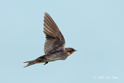 Swallow, Pacific