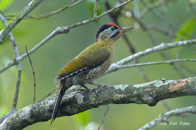 Woodpecker, Laced (male) @ Pasir Ris Park