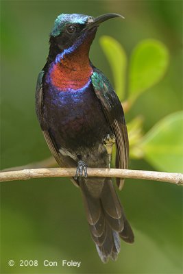 Sunbird, Copper-throated (male) @ Pulau Ubin