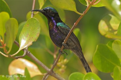 Sunbird, Copper-throated (male) @ Pulau Ubin