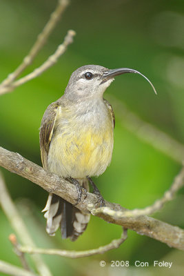Sunbird, Copper-throated (female) @ Pulau Ubin