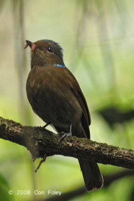 Niltava, Large (female) @ Jln Richmond